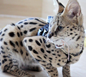 Savannah cat
Cat savannah
Cats
Chat
Savannah cats
Savannah cats for sale 
Bengal
Serval cat 
Serval for sale 
Serval cat for sale 
Bengal cat
Savannah bengal cat
Savannah serval 
Savannah f1
Savannah cat price
Main coon
Maincoon
F1 cat
Savannah cat f1
Savannah cat for sale
Savannah kittens
Main coon cat
Savanah
The savannah
The savannah cat
Domestic savannah cat
Cat breedssavannah serval savannahcanada savannah breeder savannah F1 savannah F2 savannah f3 serval kittens available high generation savannah haute generation savannah savannah for sale Capone the serval hybrid cat chatons a vendre eleveur de savannah british columbia quebec first choice