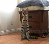 Savannah cat
Cat savannah
Cats
Chat
Savannah cats
Savannah cats for sale 
Bengal
Serval cat 
Serval for sale 
Serval cat for sale 
Bengal cat
Savannah bengal cat
Savannah serval 
Savannah f1
Savannah cat price
Main coon
Maincoon
F1 cat
Savannah cat f1
Savannah cat for sale
Savannah kittens
Main coon cat
Savanah
The savannah
The savannah cat
Domestic savannah cat
Cat breedssavannah serval savannahcanada savannah breeder savannah F1 savannah F2 savannah f3 serval kittens available high generation savannah haute generation savannah savannah for sale Capone the serval hybrid cat chatons a vendre eleveur de savannah british columbia quebec first choice