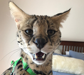 Savannah cat
Cat savannah
Cats
Chat
Savannah cats
Savannah cats for sale 
Bengal
Serval cat 
Serval for sale 
Serval cat for sale 
Bengal cat
Savannah bengal cat
Savannah serval 
Savannah f1
Savannah cat price
Main coon
Maincoon
F1 cat
Savannah cat f1
Savannah cat for sale
Savannah kittens
Main coon cat
Savanah
The savannah
The savannah cat
Domestic savannah cat
Cat breedssavannah serval savannahcanada savannah breeder savannah F1 savannah F2 savannah f3 serval kittens available high generation savannah haute generation savannah savannah for sale Capone the serval hybrid cat chatons a vendre eleveur de savannah british columbia quebec first choice