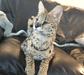 Savannah cat
Cat savannah
Cats
Chat
Savannah cats
Savannah cats for sale 
Bengal
Serval cat 
Serval for sale 
Serval cat for sale 
Bengal cat
Savannah bengal cat
Savannah serval 
Savannah f1
Savannah cat price
Main coon
Maincoon
F1 cat
Savannah cat f1
Savannah cat for sale
Savannah kittens
Main coon cat
Savanah
The savannah
The savannah cat
Domestic savannah cat
Cat breedssavannah serval savannahcanada savannah breeder savannah F1 savannah F2 savannah f3 serval kittens available high generation savannah haute generation savannah savannah for sale Capone the serval hybrid cat chatons a vendre eleveur de savannah british columbia quebec first choice