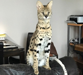 Savannah cat
Cat savannah
Cats
Chat
Savannah cats
Savannah cats for sale 
Bengal
Serval cat 
Serval for sale 
Serval cat for sale 
Bengal cat
Savannah bengal cat
Savannah serval 
Savannah f1
Savannah cat price
Main coon
Maincoon
F1 cat
Savannah cat f1
Savannah cat for sale
Savannah kittens
Main coon cat
Savanah
The savannah
The savannah cat
Domestic savannah cat
Cat breedssavannah serval savannahcanada savannah breeder savannah F1 savannah F2 savannah f3 serval kittens available high generation savannah haute generation savannah savannah for sale Capone the serval hybrid cat chatons a vendre eleveur de savannah british columbia quebec first choice