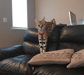 Savannah cat
Cat savannah
Cats
Chat
Savannah cats
Savannah cats for sale 
Bengal
Serval cat 
Serval for sale 
Serval cat for sale 
Bengal cat
Savannah bengal cat
Savannah serval 
Savannah f1
Savannah cat price
Main coon
Maincoon
F1 cat
Savannah cat f1
Savannah cat for sale
Savannah kittens
Main coon cat
Savanah
The savannah
The savannah cat
Domestic savannah cat
Cat breedssavannah serval savannahcanada savannah breeder savannah F1 savannah F2 savannah f3 serval kittens available high generation savannah haute generation savannah savannah for sale Capone the serval hybrid cat chatons a vendre eleveur de savannah british columbia quebec first choice