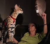 Savannah cat
Cat savannah
Cats
Chat
Savannah cats
Savannah cats for sale 
Bengal
Serval cat 
Serval for sale 
Serval cat for sale 
Bengal cat
Savannah bengal cat
Savannah serval 
Savannah f1
Savannah cat price
Main coon
Maincoon
F1 cat
Savannah cat f1
Savannah cat for sale
Savannah kittens
Main coon cat
Savanah
The savannah
The savannah cat
Domestic savannah cat
Cat breedssavannah serval savannahcanada savannah breeder savannah F1 savannah F2 savannah f3 serval kittens available high generation savannah haute generation savannah savannah for sale Capone the serval hybrid cat chatons a vendre eleveur de savannah british columbia quebec first choice