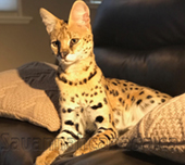 Savannah cat
Cat savannah
Cats
Chat
Savannah cats
Savannah cats for sale 
Bengal
Serval cat 
Serval for sale 
Serval cat for sale 
Bengal cat
Savannah bengal cat
Savannah serval 
Savannah f1
Savannah cat price
Main coon
Maincoon
F1 cat
Savannah cat f1
Savannah cat for sale
Savannah kittens
Main coon cat
Savanah
The savannah
The savannah cat
Domestic savannah cat
Cat breedssavannah serval savannahcanada savannah breeder savannah F1 savannah F2 savannah f3 serval kittens available high generation savannah haute generation savannah savannah for sale Capone the serval hybrid cat chatons a vendre eleveur de savannah british columbia quebec first choice