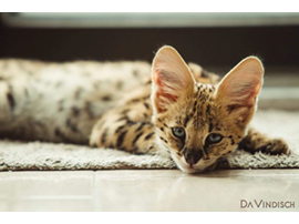 savannah serval savannahcanada savannah breeder savannah F1 savannah F2 savannah f3 serval kittens available high generation savannah haute generation savannah savannah for sale Capone the serval hybrid cat chatons a vendre eleveur de savannah british columbia quebec first choice