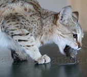 Savannah cat
Cat savannah
Cats
Chat
Savannah cats
Savannah cats for sale 
Bengal
Serval cat 
Serval for sale 
Serval cat for sale 
Bengal cat
Savannah bengal cat
Savannah serval 
Savannah f1
Savannah cat price
Main coon
Maincoon
F1 cat
Savannah cat f1
Savannah cat for sale
Savannah kittens
Main coon cat
Savanah
The savannah
The savannah cat
Domestic savannah cat
Cat breedssavannah serval savannahcanada savannah breeder savannah F1 savannah F2 savannah f3 serval kittens available high generation savannah haute generation savannah savannah for sale Capone the serval hybrid cat chatons a vendre eleveur de savannah british columbia quebec first choice