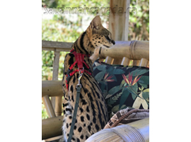 savannah serval savannahcanada savannah breeder savannah F1 savannah F2 savannah f3 serval kittens available high generation savannah haute generation savannah savannah for sale Capone the serval hybrid cat chatons a vendre eleveur de savannah british columbia quebec first choice