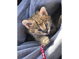 savannah serval savannahcanada savannah breeder savannah F1 savannah F2 savannah f3 serval kittens available high generation savannah haute generation savannah savannah for sale Capone the serval hybrid cat chatons a vendre eleveur de savannah british columbia quebec first choice