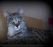 Savannah cat
Cat savannah
Cats
Chat
Savannah cats
Savannah cats for sale 
Bengal
Serval cat 
Serval for sale 
Serval cat for sale 
Bengal cat
Savannah bengal cat
Savannah serval 
Savannah f1
Savannah cat price
Main coon
Maincoon
F1 cat
Savannah cat f1
Savannah cat for sale
Savannah kittens
Main coon cat
Savanah
The savannah
The savannah cat
Domestic savannah cat
Cat breedssavannah serval savannahcanada savannah breeder savannah F1 savannah F2 savannah f3 serval kittens available high generation savannah haute generation savannah savannah for sale Capone the serval hybrid cat chatons a vendre eleveur de savannah british columbia quebec first choice