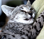 Savannah cat
Cat savannah
Cats
Chat
Savannah cats
Savannah cats for sale 
Bengal
Serval cat 
Serval for sale 
Serval cat for sale 
Bengal cat
Savannah bengal cat
Savannah serval 
Savannah f1
Savannah cat price
Main coon
Maincoon
F1 cat
Savannah cat f1
Savannah cat for sale
Savannah kittens
Main coon cat
Savanah
The savannah
The savannah cat
Domestic savannah cat
Cat breedssavannah serval savannahcanada savannah breeder savannah F1 savannah F2 savannah f3 serval kittens available high generation savannah haute generation savannah savannah for sale Capone the serval hybrid cat chatons a vendre eleveur de savannah british columbia quebec first choice