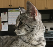savannah serval savannahcanada savannah breeder savannah F1 savannah F2 savannah f3 serval kittens available high generation savannah haute generation savannah savannah for sale Capone the serval hybrid cat chatons a vendre eleveur de savannah british columbia quebec first choice