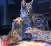 Savannah cat
Cat savannah
Cats
Chat
Savannah cats
Savannah cats for sale 
Bengal
Serval cat 
Serval for sale 
Serval cat for sale 
Bengal cat
Savannah bengal cat
Savannah serval 
Savannah f1
Savannah cat price
Main coon
Maincoon
F1 cat
Savannah cat f1
Savannah cat for sale
Savannah kittens
Main coon cat
Savanah
The savannah
The savannah cat
Domestic savannah cat
Cat breedssavannah serval savannahcanada savannah breeder savannah F1 savannah F2 savannah f3 serval kittens available high generation savannah haute generation savannah savannah for sale Capone the serval hybrid cat chatons a vendre eleveur de savannah british columbia quebec first choice