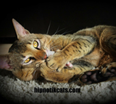 Savannah cat
Cat savannah
Cats
Chat
Savannah cats
Savannah cats for sale 
Bengal
Serval cat 
Serval for sale 
Serval cat for sale 
Bengal cat
Savannah bengal cat
Savannah serval 
Savannah f1
Savannah cat price
Main coon
Maincoon
F1 cat
Savannah cat f1
Savannah cat for sale
Savannah kittens
Main coon cat
Savanah
The savannah
The savannah cat
Domestic savannah cat
Cat breedsNYE GUY Nye Guy cat available savannah savannahs breeder serval servals kittens spotted kitty kittens pablo exotic cats hybrids hybrid canada british columbia eleveur canada SBT sbt chaton a vendre cats for sale savannah serval F1 F2 F3 haute generation high generation haut pourcentage 