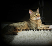 Savannah cat
Cat savannah
Cats
Chat
Savannah cats
Savannah cats for sale 
Bengal
Serval cat 
Serval for sale 
Serval cat for sale 
Bengal cat
Savannah bengal cat
Savannah serval 
Savannah f1
Savannah cat price
Main coon
Maincoon
F1 cat
Savannah cat f1
Savannah cat for sale
Savannah kittens
Main coon cat
Savanah
The savannah
The savannah cat
Domestic savannah cat
Cat breedsNYE GUY Nye Guy cat available savannah savannahs breeder serval servals kittens spotted kitty kittens pablo exotic cats hybrids hybrid canada british columbia eleveur canada SBT sbt chaton a vendre cat for sale   savannah serval F1 F2 F3 haute generation high generation haut pourcentage