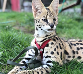 Savannah cat
Cat savannah
Cats
Chat
Savannah cats
Savannah cats for sale 
Bengal
Serval cat 
Serval for sale 
Serval cat for sale 
Bengal cat
Savannah bengal cat
Savannah serval 
Savannah f1
Savannah cat price
Main coon
Maincoon
F1 cat
Savannah cat f1
Savannah cat for sale
Savannah kittens
Main coon cat
Savanah
The savannah
The savannah cat
Domestic savannah cat
Cat breedssavannah serval savannahcanada savannah breeder savannah F1 savannah F2 savannah f3 serval kittens available high generation savannah haute generation savannah savannah for sale Capone the serval hybrid cat chatons a vendre eleveur de savannah british columbia quebec first choice