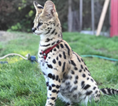 Savannah cat
Cat savannah
Cats
Chat
Savannah cats
Savannah cats for sale 
Bengal
Serval cat 
Serval for sale 
Serval cat for sale 
Bengal cat
Savannah bengal cat
Savannah serval 
Savannah f1
Savannah cat price
Main coon
Maincoon
F1 cat
Savannah cat f1
Savannah cat for sale
Savannah kittens
Main coon cat
Savanah
The savannah
The savannah cat
Domestic savannah cat
Cat breedssavannah serval savannahcanada savannah breeder savannah F1 savannah F2 savannah f3 serval kittens available high generation savannah haute generation savannah savannah for sale Capone the serval hybrid cat chatons a vendre eleveur de savannah british columbia quebec first choice