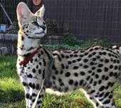 Savannah cat
Cat savannah
Cats
Chat
Savannah cats
Savannah cats for sale 
Bengal
Serval cat 
Serval for sale 
Serval cat for sale 
Bengal cat
Savannah bengal cat
Savannah serval 
Savannah f1
Savannah cat price
Main coon
Maincoon
F1 cat
Savannah cat f1
Savannah cat for sale
Savannah kittens
Main coon cat
Savanah
The savannah
The savannah cat
Domestic savannah cat
Cat breedssavannah serval savannahcanada savannah breeder savannah F1 savannah F2 savannah f3 serval kittens available high generation savannah haute generation savannah savannah for sale Capone the serval hybrid cat chatons a vendre eleveur de savannah british columbia quebec first choice