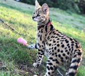 Savannah cat
Cat savannah
Cats
Chat
Savannah cats
Savannah cats for sale 
Bengal
Serval cat 
Serval for sale 
Serval cat for sale 
Bengal cat
Savannah bengal cat
Savannah serval 
Savannah f1
Savannah cat price
Main coon
Maincoon
F1 cat
Savannah cat f1
Savannah cat for sale
Savannah kittens
Main coon cat
Savanah
The savannah
The savannah cat
Domestic savannah cat
Cat breedssavannah serval savannahcanada savannah breeder savannah F1 savannah F2 savannah f3 serval kittens available high generation savannah haute generation savannah savannah for sale Capone the serval hybrid cat chatons a vendre eleveur de savannah british columbia quebec first choice