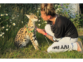 savannah serval savannahcanada savannah breeder savannah F1 savannah F2 savannah f3 serval kittens available high generation savannah haute generation savannah savannah for sale Capone the serval hybrid cat chatons a vendre eleveur de savannah british columbia quebec first choice