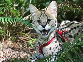 savannah serval savannahcanada savannah breeder savannah F1 savannah F2 savannah f3 serval kittens available high generation savannah haute generation savannah savannah for sale Capone the serval hybrid cat chatons a vendre eleveur de savannah british columbia quebec first choice