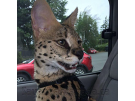 savannah serval savannahcanada savannah breeder savannah F1 savannah F2 savannah f3 serval kittens available high generation savannah haute generation savannah savannah for sale Capone the serval hybrid cat chatons a vendre eleveur de savannah british columbia quebec first choice